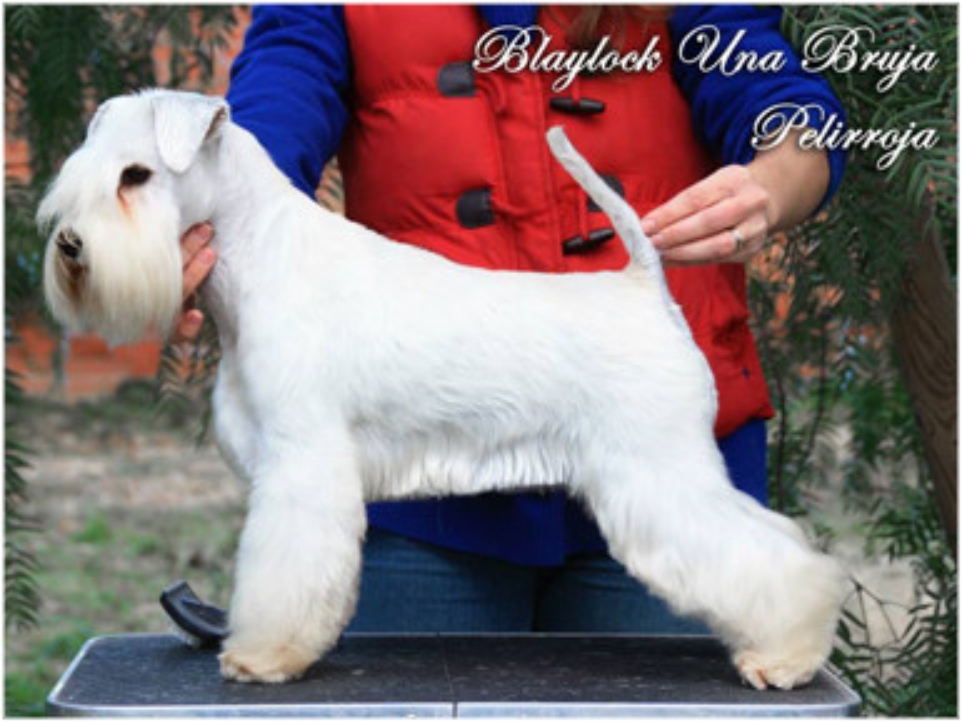 Blaylock Trick or Treat - Schnauzer Mini Blanco